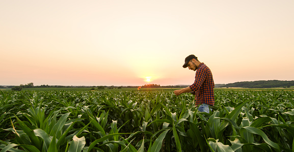 View on man standing on corn field at sunset