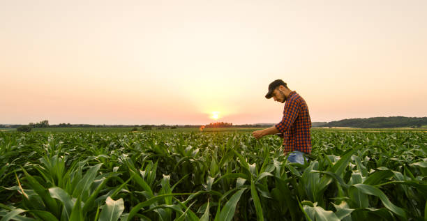 zobacz człowieka na polu kukurydzy - field corn crop scenics farm zdjęcia i obrazy z banku zdjęć