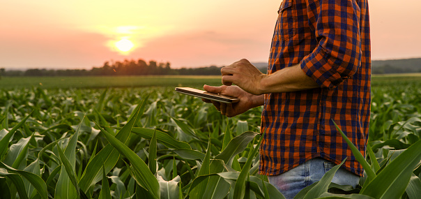 View of man on corn field with digital tablet on his hand