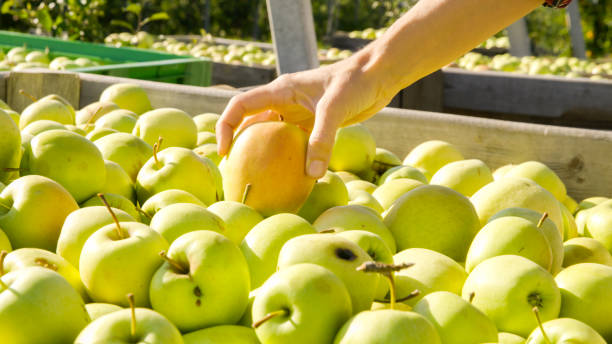 istock Farmer putting fresh gathered apples in box on plantation 1094816604