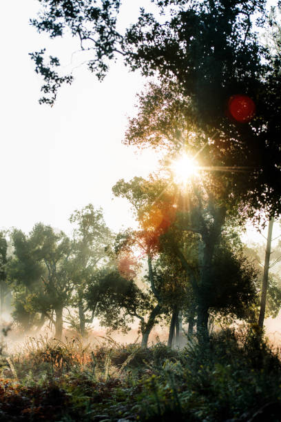 Walk in the forest