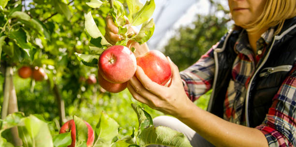 rolnik zbierający jabłka - women red fruit picking zdjęcia i obrazy z banku zdjęć