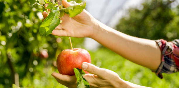 istock Farmer harvesting apples in close up 1094817678
