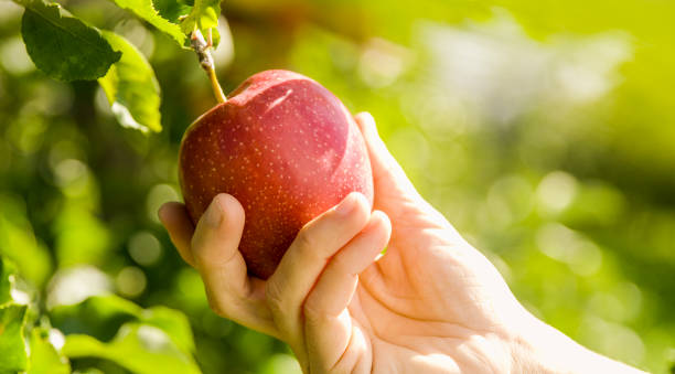 istock Hand holding red apple in close up 1094818770