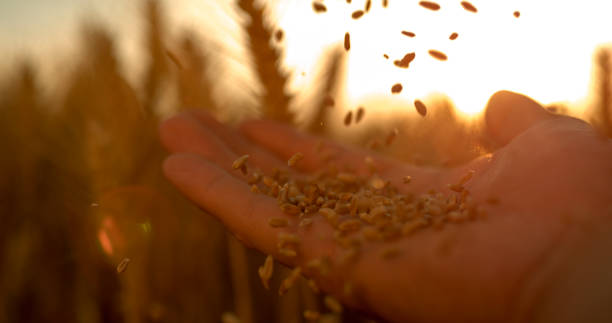istock Close up of human hand with wheat 1094818852