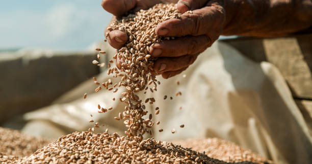 istock Close up of human hand with wheat 1094818902