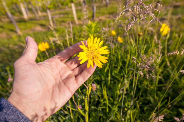 istock Close up of human hand touching flower head 1094819190