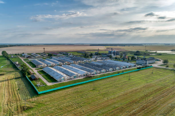 istock Large pig farm. Evening shooting 1094819508