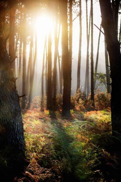 istock Rays of sunshine in the forest 1094819880