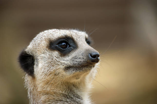 istock Meerkat in close up 1094824020