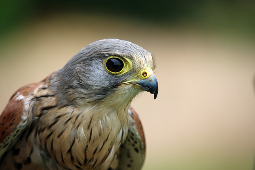Head and shoulders of a kestrel (Falco tinnunculus) facing right with a green and brown blurred background.