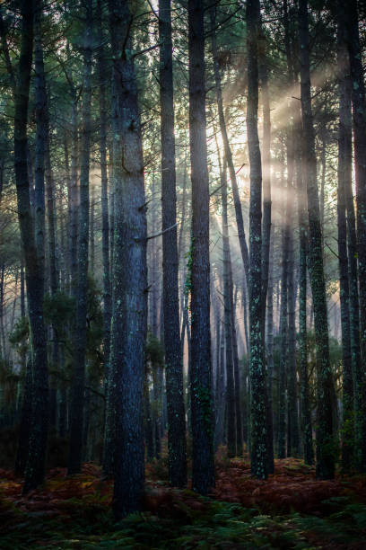 istock Rays of sunshine in the forest 1094826284