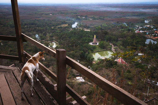 The dog on the top of mountain with beautiful scenery all around.