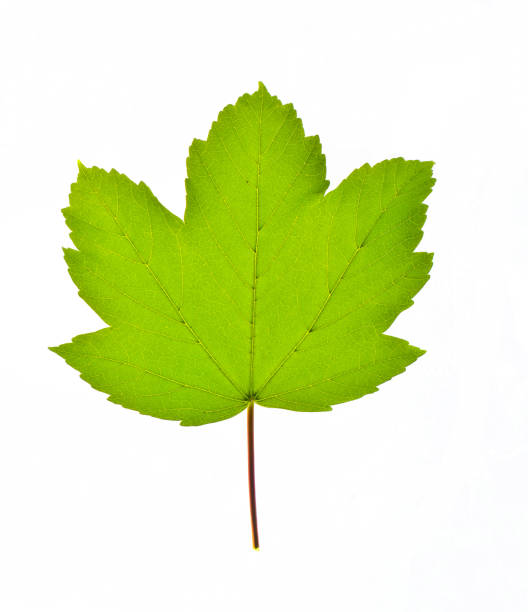 foglia d'acero verde isolata su sfondo bianco - sugar maple foto e immagini stock