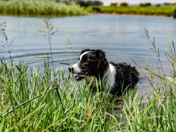 istock A Border Collie standing in water next to green reeds. 1094828512