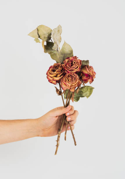 istock Hand holding a bunch of dried roses 1094829312