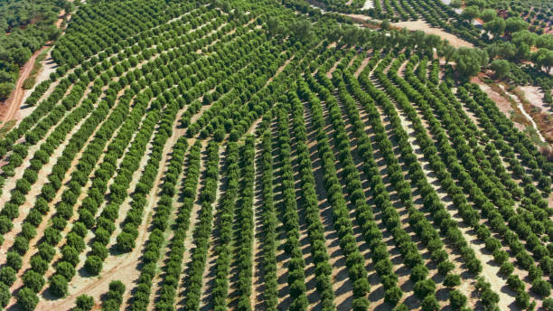 istock Aerial view of orchard trees 1094831946