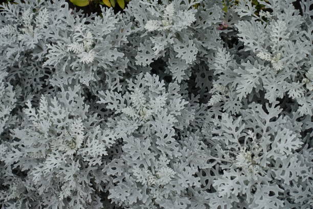 istock Light grey foliage of Jacobaea maritima plant 1094832266