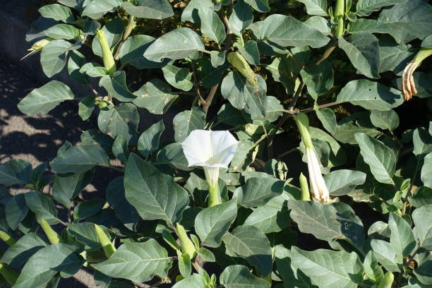 Foliage and flowers of Datura innoxia in October Foliage and flowers of Datura innoxia in October datura meteloides stock pictures, royalty-free photos & images