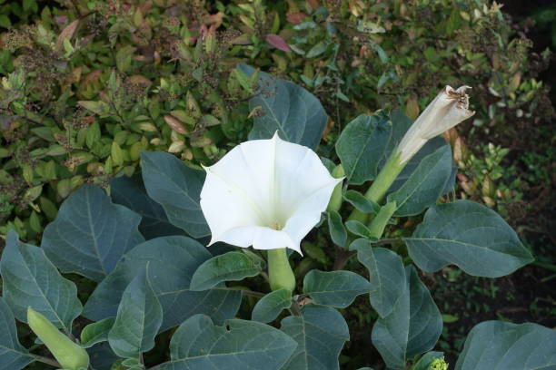 Pure white flower of Datura innoxia in October Pure white flower of Datura innoxia in October datura meteloides stock pictures, royalty-free photos & images