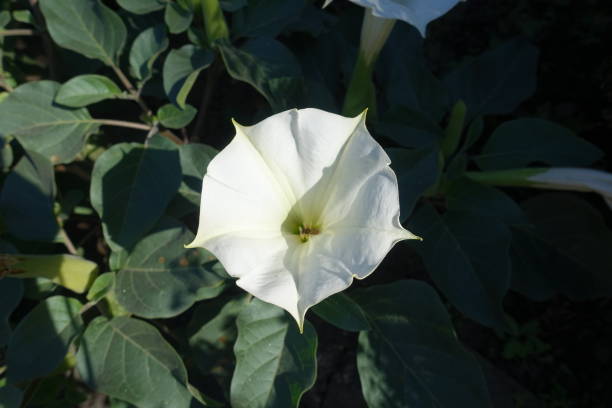 One white flower of Datura innoxia in October One white flower of Datura innoxia in October datura meteloides stock pictures, royalty-free photos & images