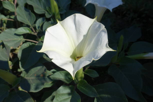 Single white flower of Datura innoxia in October Single white flower of Datura innoxia in October datura meteloides stock pictures, royalty-free photos & images