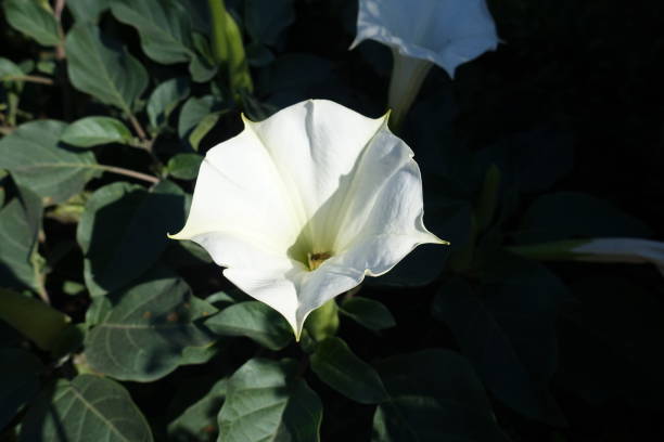 White flower of Datura innoxia in October White flower of Datura innoxia in October datura meteloides stock pictures, royalty-free photos & images