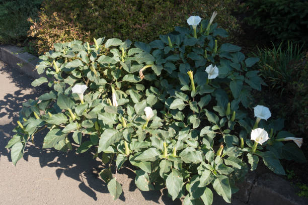 Spreading bush of Datura innoxia in full bloom Spreading bush of Datura innoxia in full bloom datura meteloides stock pictures, royalty-free photos & images