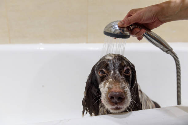 istock Spaniel bathes in the bathroom after a walk. 1094832592