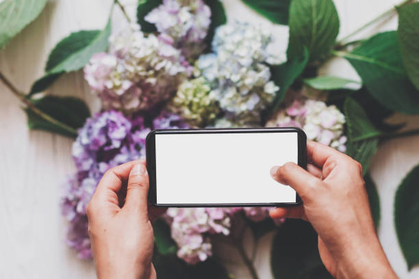 manos sosteniendo el teléfono con la pantalla vacía sobre fondo de flores de hortensia sobre madera rústica blanco, endecha plana. contenido para el concepto de redes sociales, blogs de fotos. espacio para texto - beautiful red pink wood fotografías e imágenes de stock