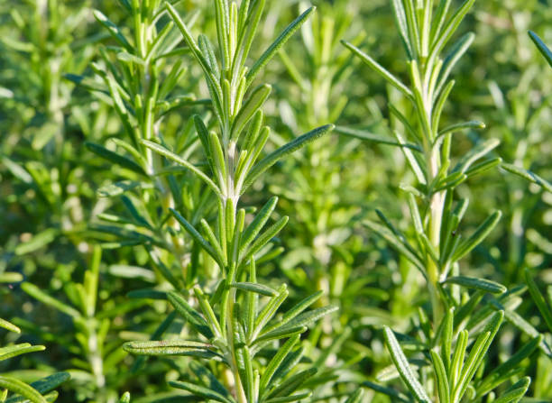 istock Close-up of Rosemary - Herb garden 1094833152