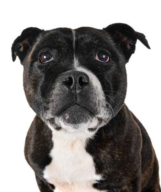 istock staffordshire bull terrier 1094834862