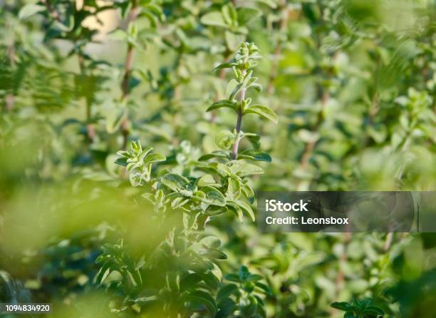 Nahaufnahme Von Oregano Kräutergarten Stockfoto und mehr Bilder von Oregano - Oregano, Pflanze, Kräutergarten