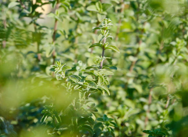 close-up of oregano - herb garden - oregano herb garden herb gardens imagens e fotografias de stock