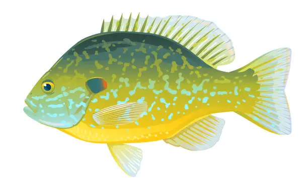 Vector illustration of Pumpkinseed sunfish Illustration