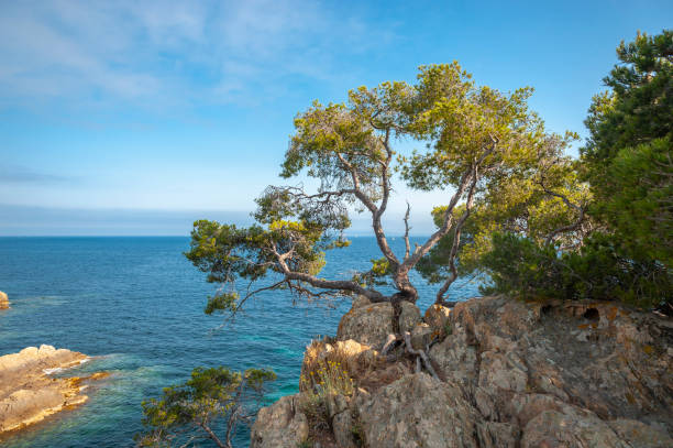 istock Landscape on Pointe du Layet in Le Lavandou 1094837994