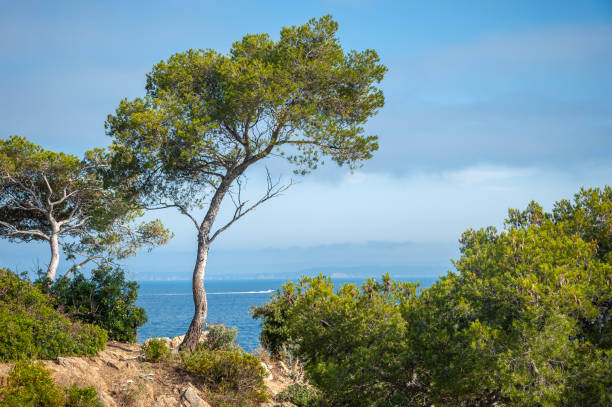 Landscape on Pointe du Layet in Le Lavandou in the Department Var of the province Provence-Alpes-Cote d´Azur