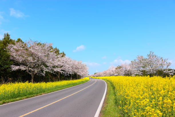 녹 산도로, 유채 꽃, 벚꽃, 봄, - tree spring blossom mountain 뉴스 사진 이미지