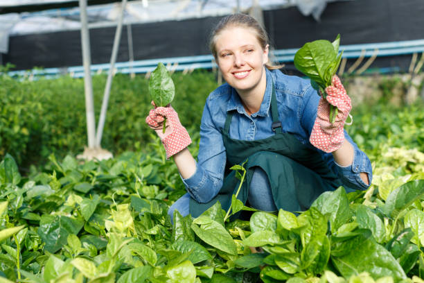 istock Positive female horticulturist  in apron working with creeping spinach 1094843220