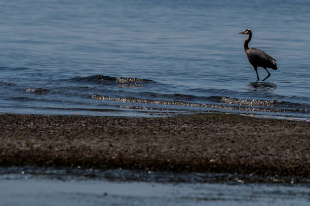 istock black heron in the water 1094843782