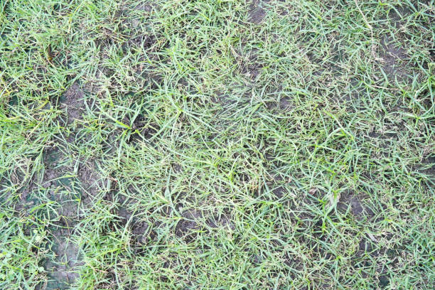 istock nature grass on the floor background and texture 1094845846