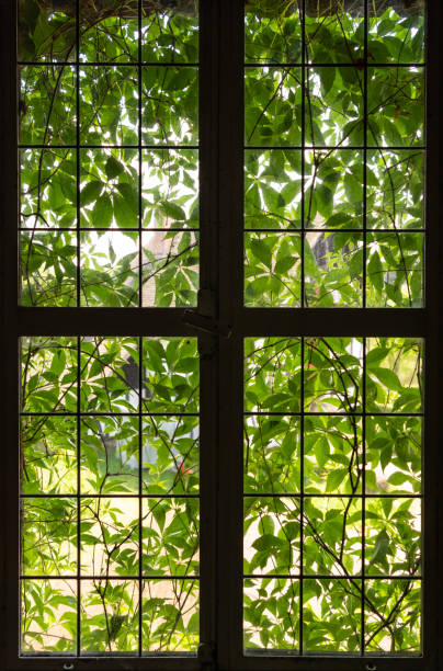 istock The window of an old farmhouse inside with grape leaves 1094846406