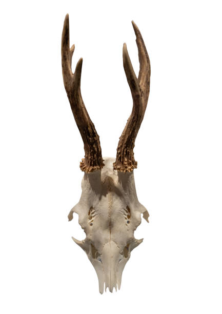 istock Antlers on the white background, isolated 1094846502