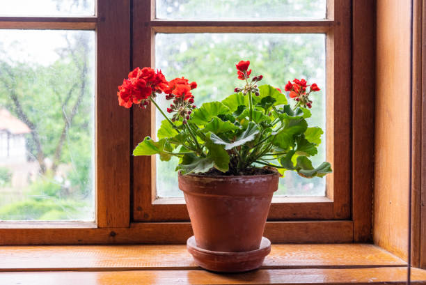istock Flowers in a pot against window on windowsill 1094846618