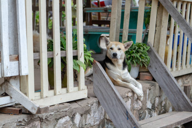 istock dog in the house 1094847136