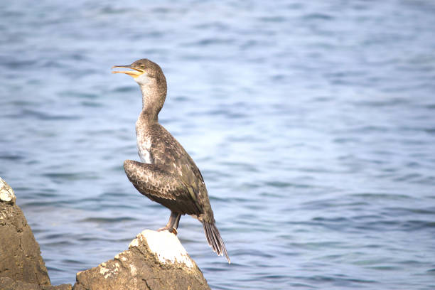 istock European shag or common shag (Phalacrocorax aristotelis) 1094847628