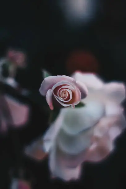 A close up of a pink rose amongst a bed of roses.