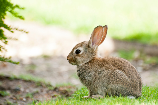 Portrait of a white rabbit in its hutch