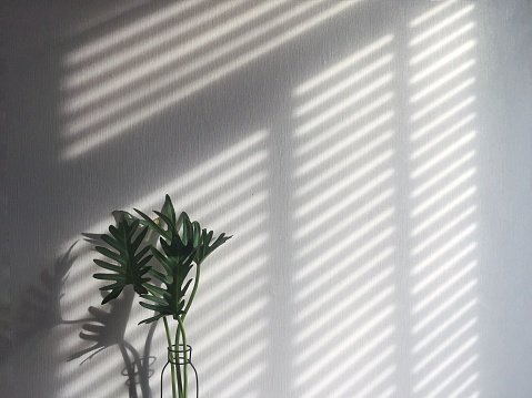 a shadow from wooden blind on white wall and vase of green fresh leaf in morning