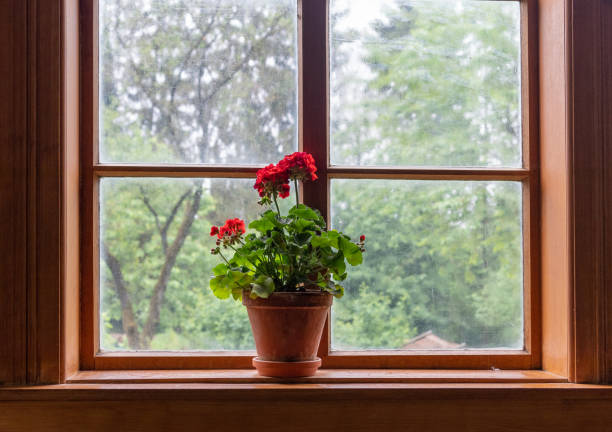istock Flowers in a pot against window on windowsill 1094851554